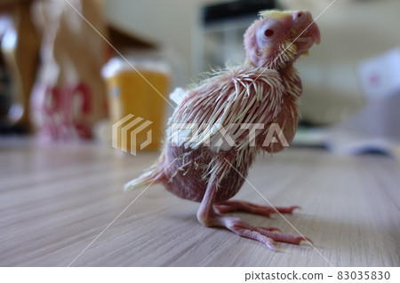 Xuanfeng Hatchling Xuanfeng Hatchling 83035830