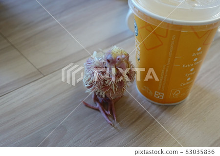 Xuanfeng Hatchling Xuanfeng Hatchling 83035836