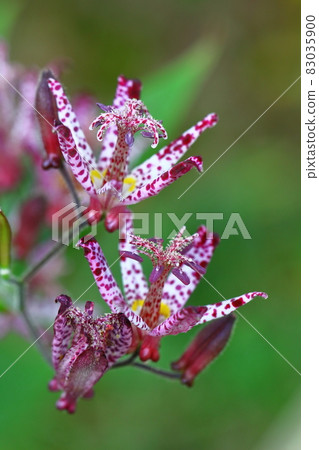 Blooming earnestly 83035900