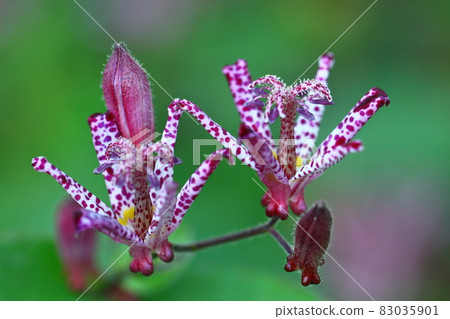 Blooming earnestly 83035901