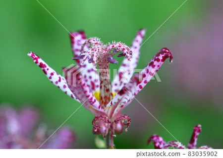 Blooming earnestly Blooming earnestly 83035902