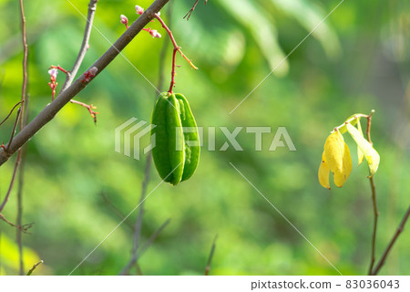 熱帶水果（楊桃） 83036043