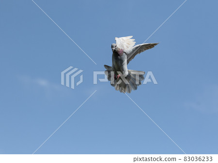 homing pigeon approach for landing to home loft against clear blue sky homing pigeon approach for landing to home loft against clear blue sky 83036233