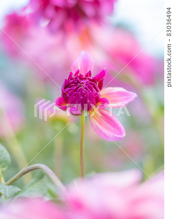 Beautiful dahlia Beautiful dahlia 83036494