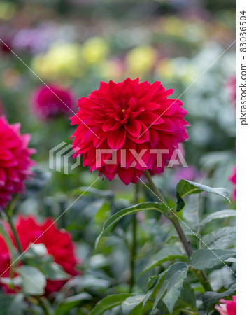 Beautiful dahlia 83036504