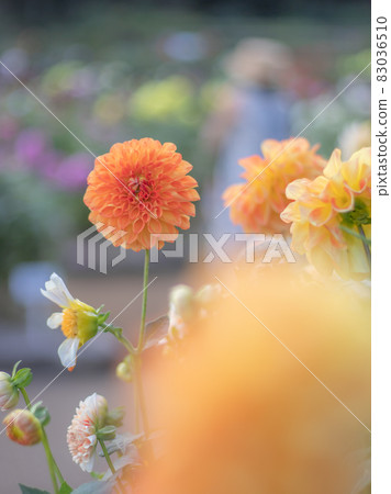 Beautiful dahlia 83036510