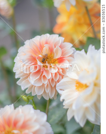 Beautiful dahlia 83036515