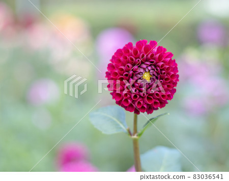 Beautiful dahlia Beautiful dahlia 83036541