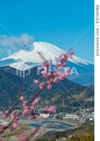 [鬆達摩，松田町，河津櫻花盛開和富士山] 83036966