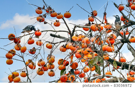 A magpie is eating a persimmon hanging on a branch. A magpie is eating a persimmon hanging on a branch. 83036972