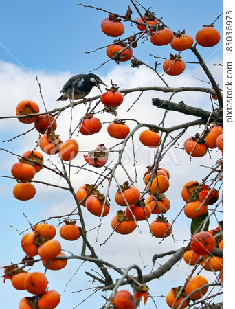 一隻八哥正在吃掛在樹枝上的柿子。 83036973