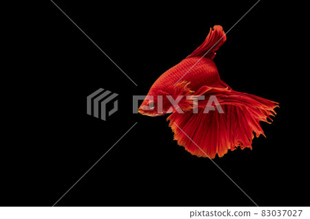 Halfmoon Betta fighting fish in Thailand on isolated black background.  83037027