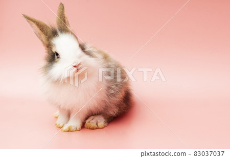 Adorable little rabbit white brown bunny looking something while sitting over isolated background.  83037037