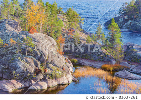 Trees on the cliffs of Lake Ladoga at autumn evening. Republic of Karelia. Russia. 83037261