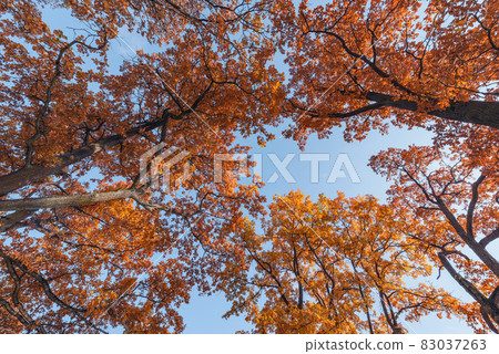 Oak tree branches at autumn morning. Oak tree branches at autumn morning. 83037263