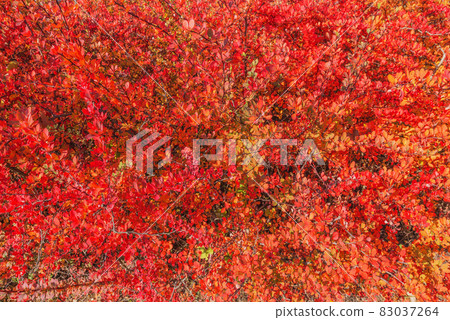 Barberry red branches at autumn day. Natural fence. Barberry red branches at autumn day. Natural fence. 83037264