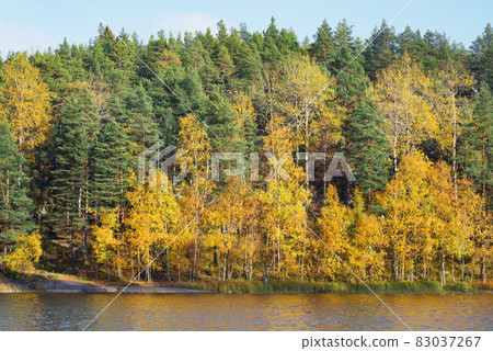 Trees on the cliffs of Lake Ladoga at autumn evening. Republic of Karelia. 83037267