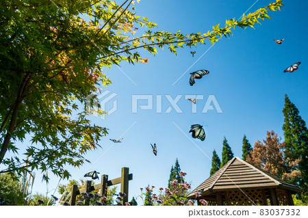 The migratory butterflies of the Chestnut tiger dancing in the autumn sky are beautiful The migratory butterflies of the Chestnut tiger dancing in the autumn sky are beautiful 83037332