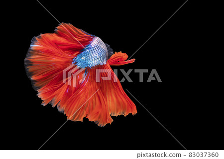 The moving moment beautiful of red and blue Siamese betta fish with copy space. The moving moment beautiful of red and blue Siamese betta fish with copy space. 83037360