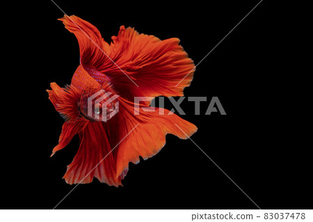 Halfmoon Betta fighting fish in Thailand on isolated black background. 83037478