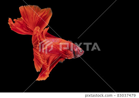 Halfmoon Betta fighting fish in Thailand on isolated black background. Halfmoon Betta fighting fish in Thailand on isolated black background. 83037479