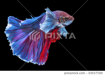 Halfmoon Betta splendens fighting fish in Thailand on isolated black background. Halfmoon Betta splendens fighting fish in Thailand on isolated black background. 83037589