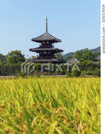 秋季保吉寺與稻穗景觀 秋季保吉寺與稻穗景觀 83037604