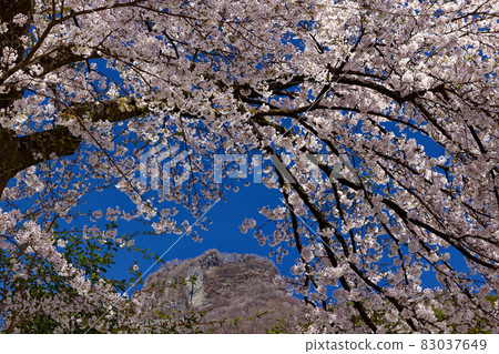 春天的星尾村、南目村的櫻花和立岩 83037649
