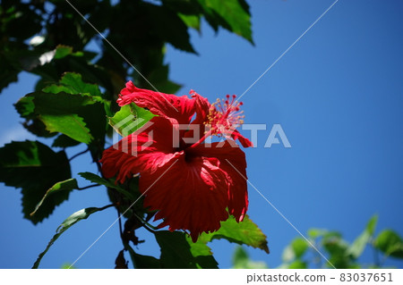扶桑花 扶桑花 83037651
