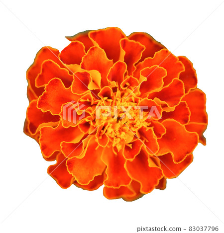 Marigold flower close-up. Orange marigold isolated on a white background. Marigold flower close-up. Orange marigold isolated on a white background. 83037796