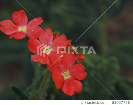 A few pink verbena flowers on a blurry green background. A few pink verbena flowers on a blurry green background. 83037798