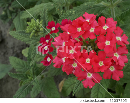 Inflorescence of red verbena flowers, view from the top. Red flowers close-up. Inflorescence of red verbena flowers, view from the top. Red flowers close-up. 83037805