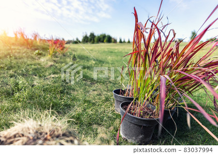Many small plastic pots with fresh imperata cylindrica red baron grass bushes prepared for planting at ornamental garden meadow sunny day. Seasonal plant transplantation. Landscaping design concept 83037994