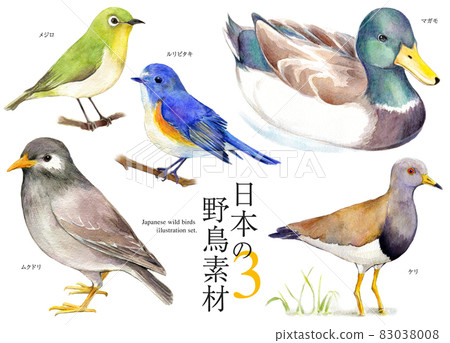 日本野鳥集插畫水彩 83038008