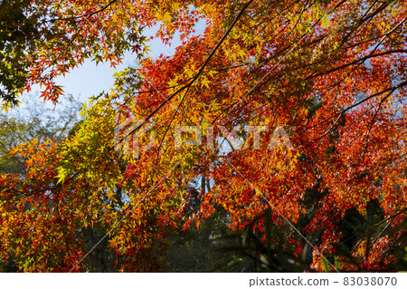 Autumn leaves on the approach to Jufukuji Temple Autumn leaves on the approach to Jufukuji Temple 83038070