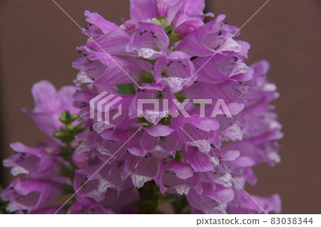 Kctrano Kctrano 83038344