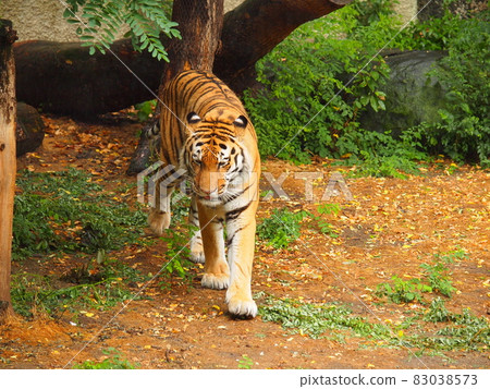 Tiger of the zoo Tiger of the zoo 83038573