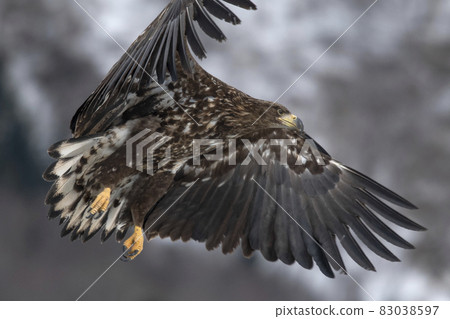 White-tailed eagle with spread wings 83038597