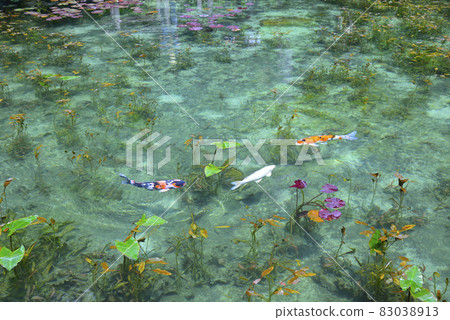 Monet's Pond (Pond at Nedo Shrine) Itatori Shiratani, Seki City, Gifu Prefecture Monet's Pond (Pond at Nedo Shrine) Itatori Shiratani, Seki City, Gifu Prefecture 83038913