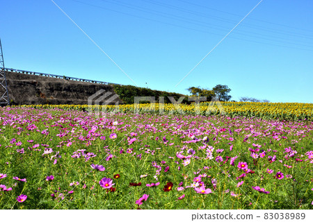 Flower open space with sunflowers and autumn cherry blossoms Flower open space with sunflowers and autumn cherry blossoms 83038989