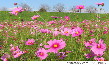 Blue sky and cosmos 83039007