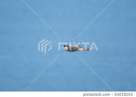 Buzzard crossing the Naruto Strait in autumn 02 Buzzard crossing the Naruto Strait in autumn 02 83039203
