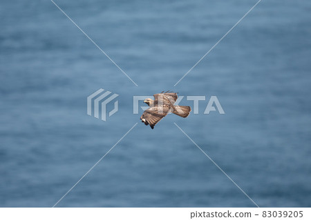 Buzzard raising his head while crossing the Naruto Strait in autumn Buzzard raising his head while crossing the Naruto Strait in autumn 83039205