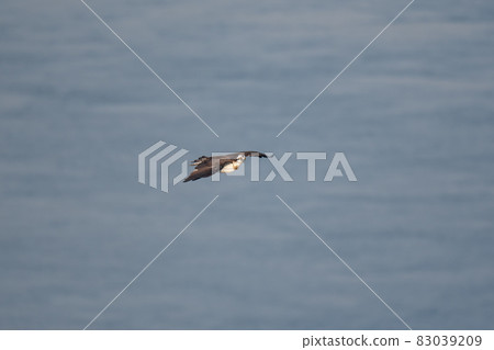 Sedentary bird osprey flying with its head raised in autumn Sedentary bird osprey flying with its head raised in autumn 83039209