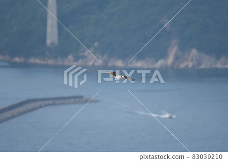 In the fall, osprey that grabs a fish and flies in the back of the Horikoshi Strait 83039210