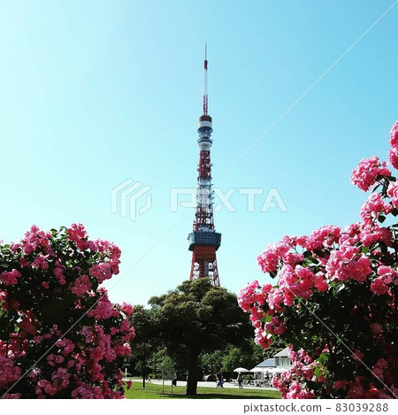 玫瑰和東京鐵塔 83039288