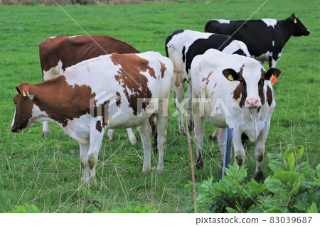 Ranch landscape-Holstein Ranch landscape-Holstein 83039687