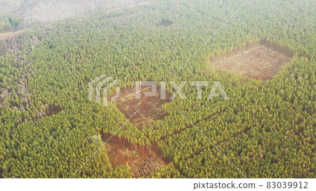 Aerial View Green Pine Forest Deforestation Area Landscape. Top View Of Growing Forest Near Empty Land. European Nature From High Attitude In Summer Season. Drone View. Bird's Eye View Aerial View Green Pine Forest Deforestation Area Landscape. Top View Of Growing Forest Near Empty Land. European Nature From High Attitude In Summer Season. Drone View. Bird's Eye View 83039912