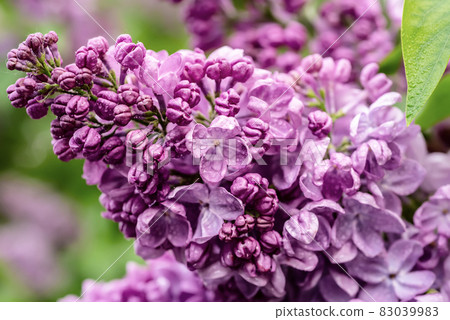 Spring lilac flowers 83039983