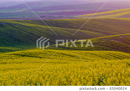 Rapeseed yellow green field in spring Rapeseed yellow green field in spring 83040014